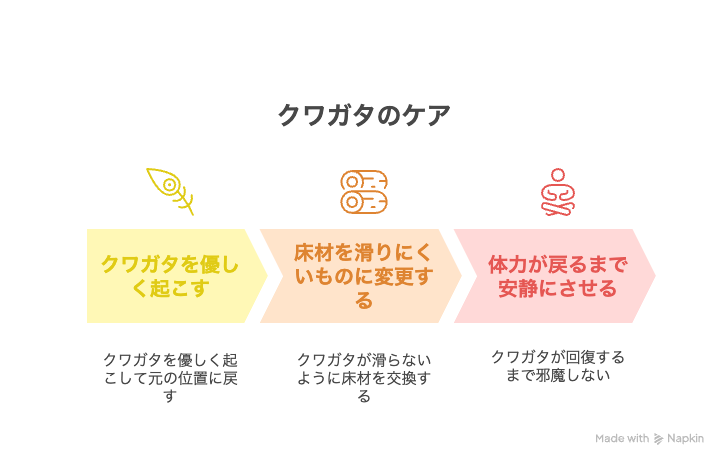 クワガタをひっくり返った状態から助ける方法